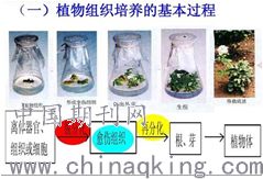 生物技术在化妆品研究开发中的应用 细胞技术的创新与展望