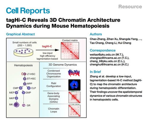 cell reports 微量细胞染色质构象捕获技术及其在小鼠造血谱系中的应用