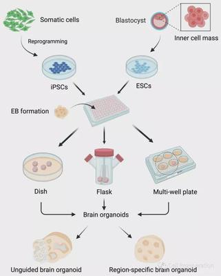 脑科学日报 脑类器官技术——模拟人类神经发育疾病的革命性进展