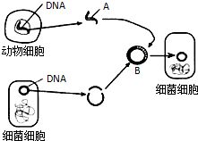 解析生物工程技术中结构b的获取 工具与原理探讨