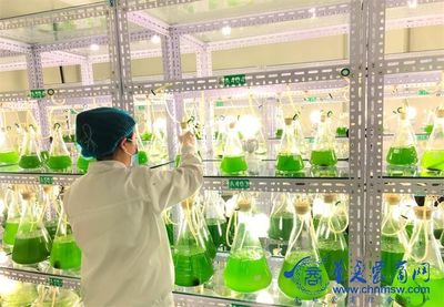 阿尔格生命科学公司捐赠1360万元微藻土壤修复液，以细胞技术赋能乡村振兴