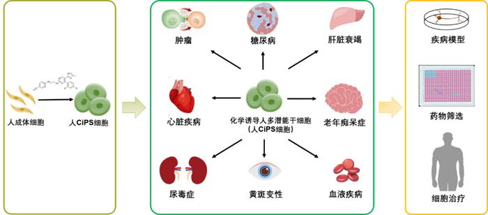 我国自主研发的新一代人多潜能干细胞制备技术问世 北京大学邓宏魁团队引领细胞技术研发与应用新突破